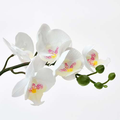 FEJKA - 人造盆栽, 蘭花 白色 | IKEA 線上購物 - PE755670_S4