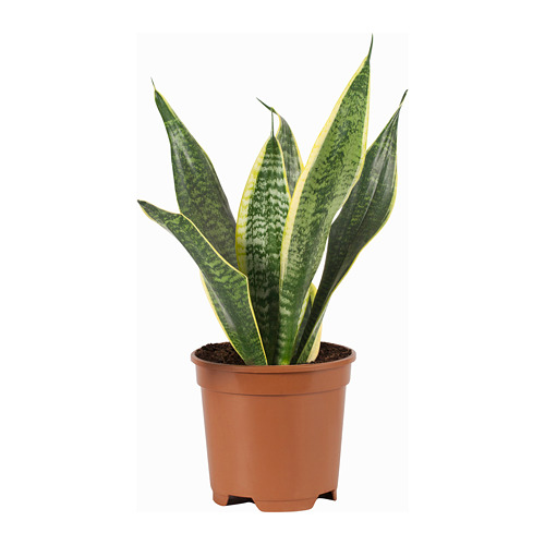 SANSEVIERIA TRIFASCIATA potted plant