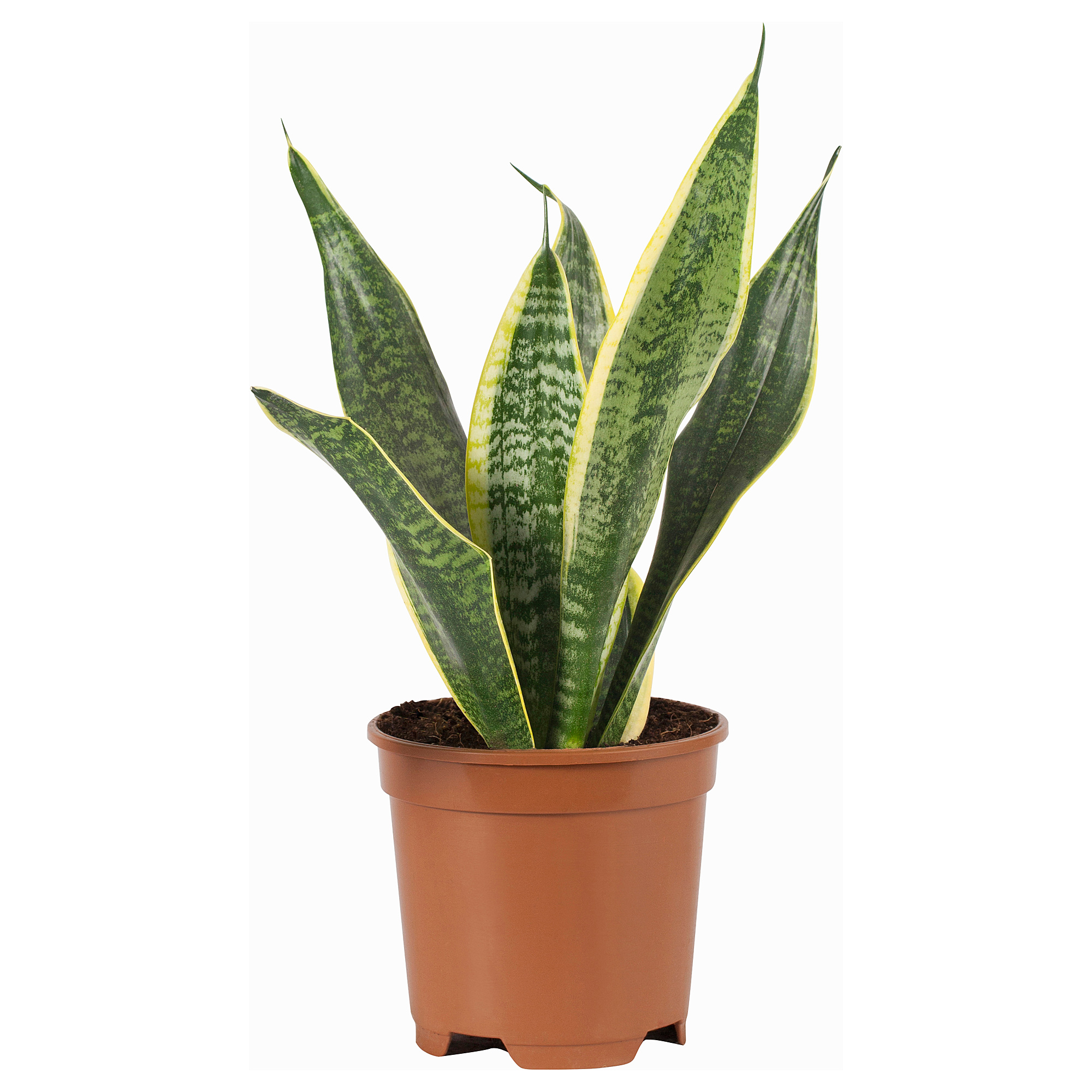 SANSEVIERIA TRIFASCIATA 盆栽活植物