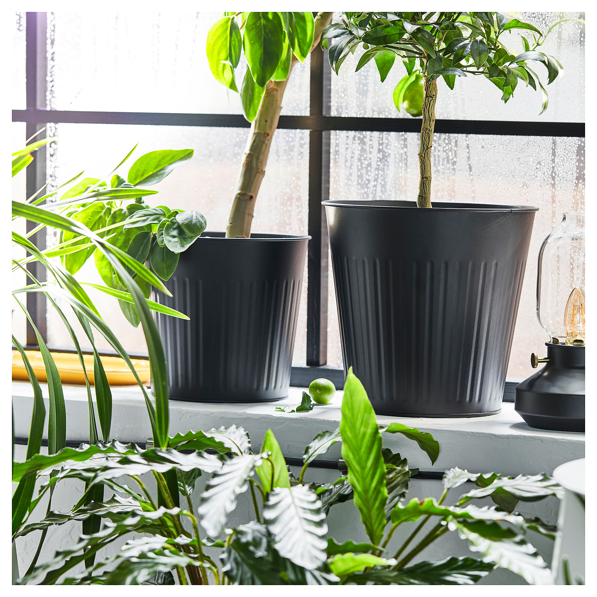 CITRONMELISS 花盆
