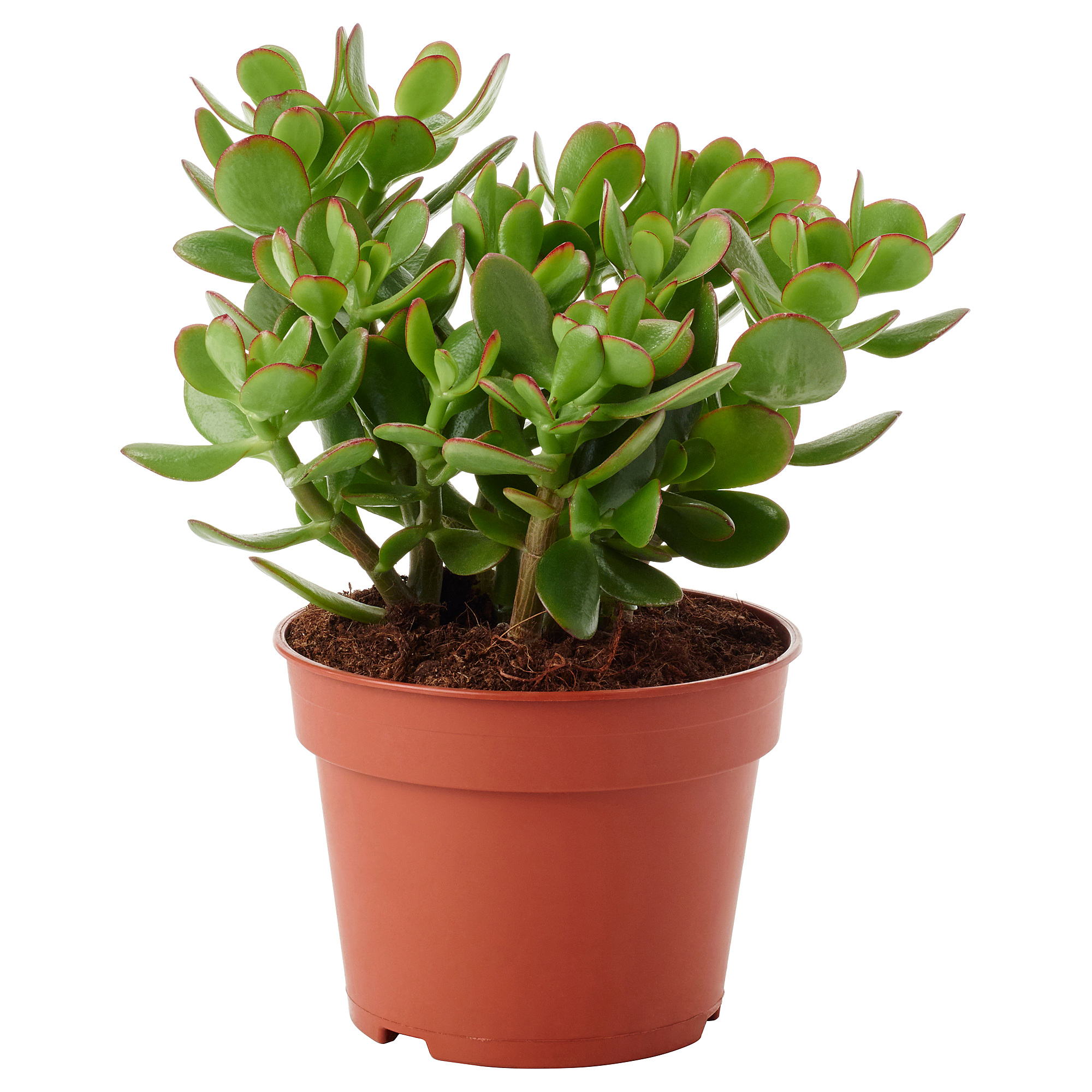 Crassula 盆栽活植物 翡翠木 Ikea 線上購物
