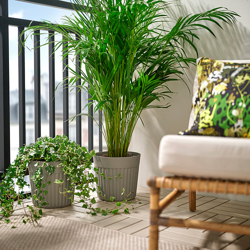 FRÄKENVÄXT plant pot