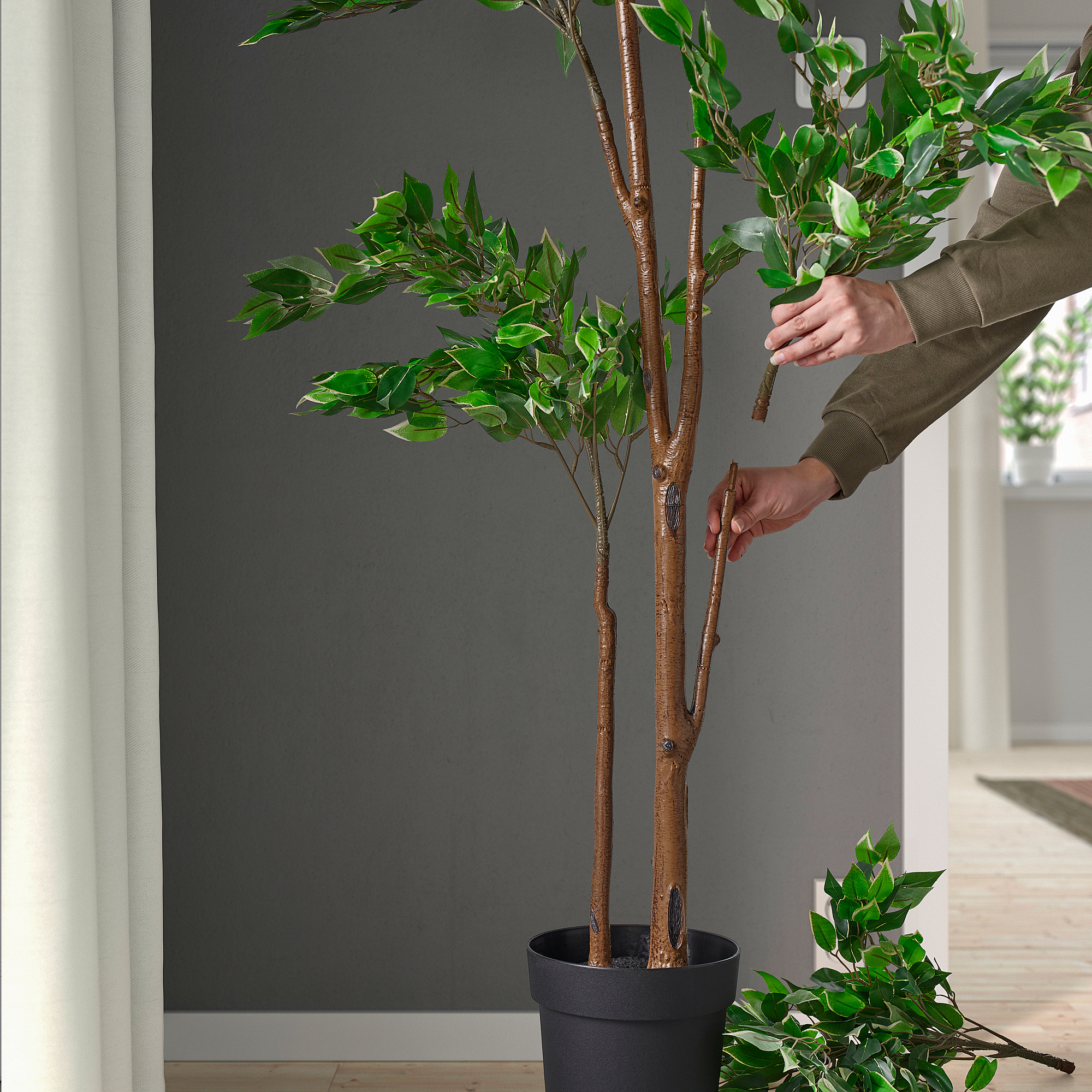 Brussel's Money Tree Bonsai 4年树龄盆栽摇钱树发财树31.31 超值好货| 北美省钱快报