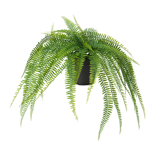 FEJKA - 人造盆栽, 室內/戶外用 眼樹蓮/羊齒, 12 公分 | IKEA 線上購物 - PE898009_S4