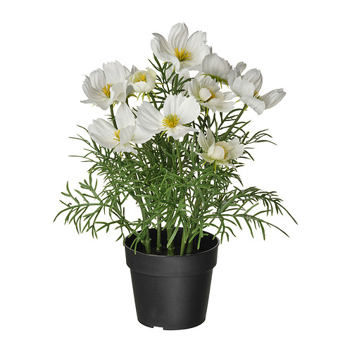 FEJKA - artificial potted plant, in/outdoor/cosmos white, 9 cm | IKEA Taiwan Online - E1001994_S4