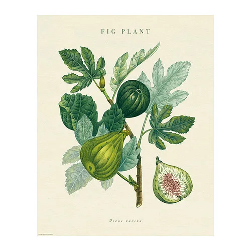BILD - 海報，無花果植物，40x50 公分 | IKEA 線上購物 - PE963380_S4