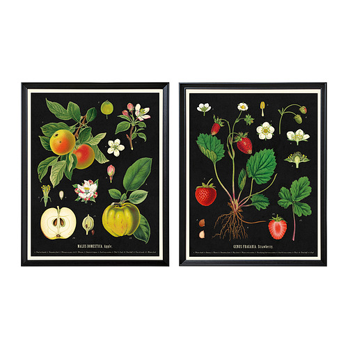 KNOPPÄNG - frame with poster, vintage botanical fruit charts, 40x50 cm | IKEA Taiwan Online - PE933405_S4