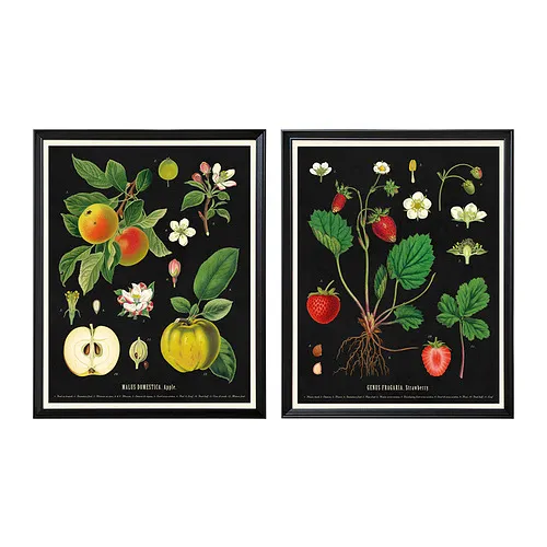 KNOPPÄNG - 附框海報, 舊式水果圖, 40x50 公分 | IKEA 線上購物 - PE933405_S4