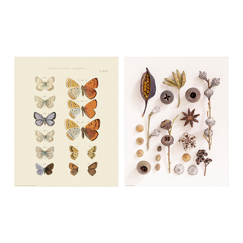 BILD - poster, butterfly and seed collection, 40x50 cm | IKEA Taiwan Online - PE933464_S4