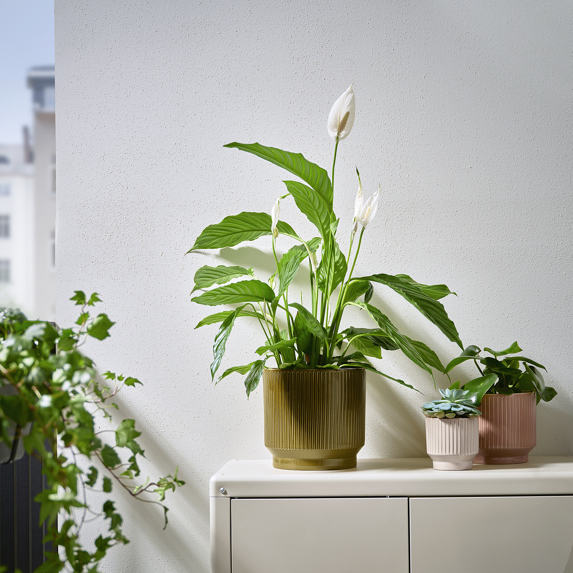 HONUNGSPALM 花盆
