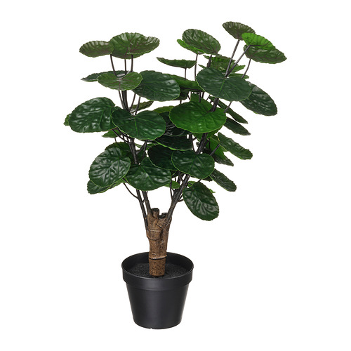 FEJKA - 人造盆栽, 室內/戶外用 福祿桐, 12 公分 | IKEA 線上購物 - PE965297_S4
