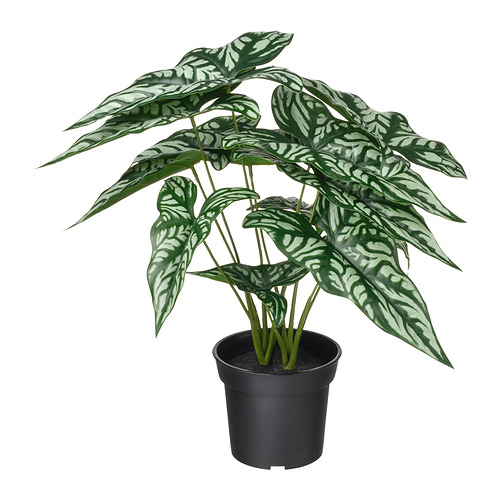 FEJKA - 人造盆栽, 室內/戶外用 網紋芋, 15 公分 | IKEA 線上購物 - PE965298_S4