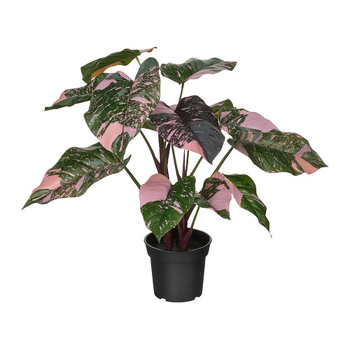 FEJKA - 人造盆栽, 室內/戶外用 蔓綠絨/綠色/粉紅色, 15 公分 | IKEA 線上購物 - PE965306_S4