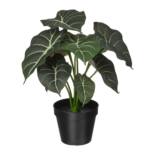 FEJKA - 人造盆栽, 室內/戶外用 瑞典盆裁植物 Alocasia, 12 公分 | IKEA 線上購物 - PE965310_S4