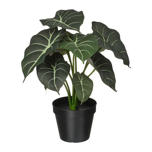 FEJKA - 人造盆栽, 室內/戶外用 瑞典盆裁植物 Alocasia, 12 公分 | IKEA 線上購物 - PE965310_S4