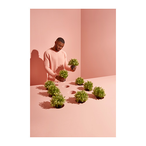 FEJKA - 人造盆栽, 百里香 | IKEA 線上購物 - PH151021_S4