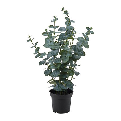 FEJKA - artificial potted plant, in/outdoor eucalyptus, 15 cm | IKEA Taiwan Online - E1004548_S4