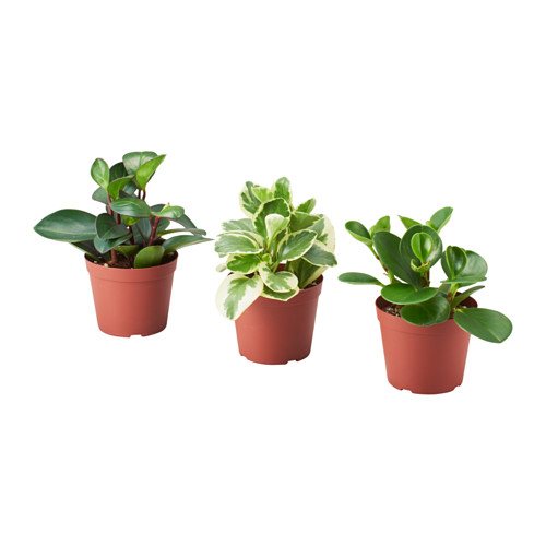 PEPEROMIA 盆栽活植物