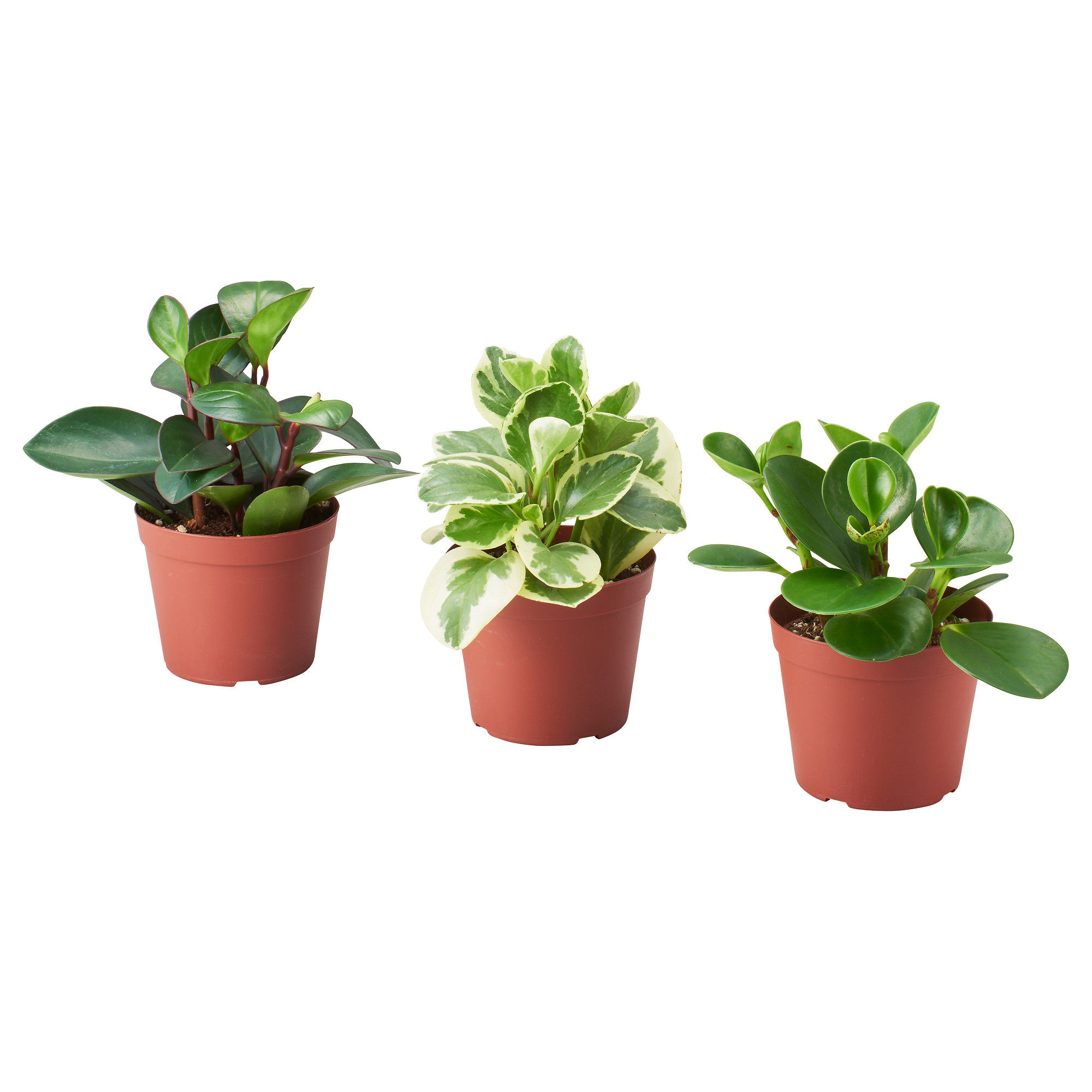 PEPEROMIA 盆栽活植物