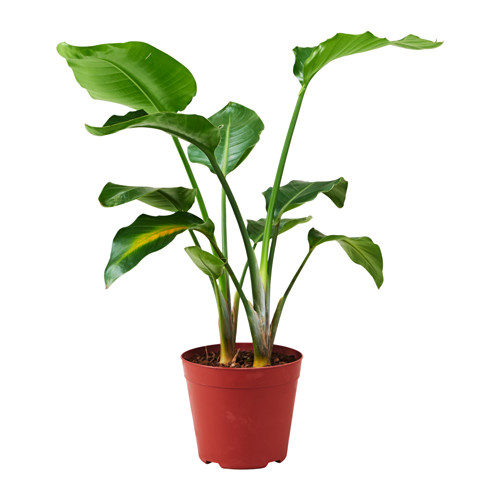 STRELITZIA potted plant