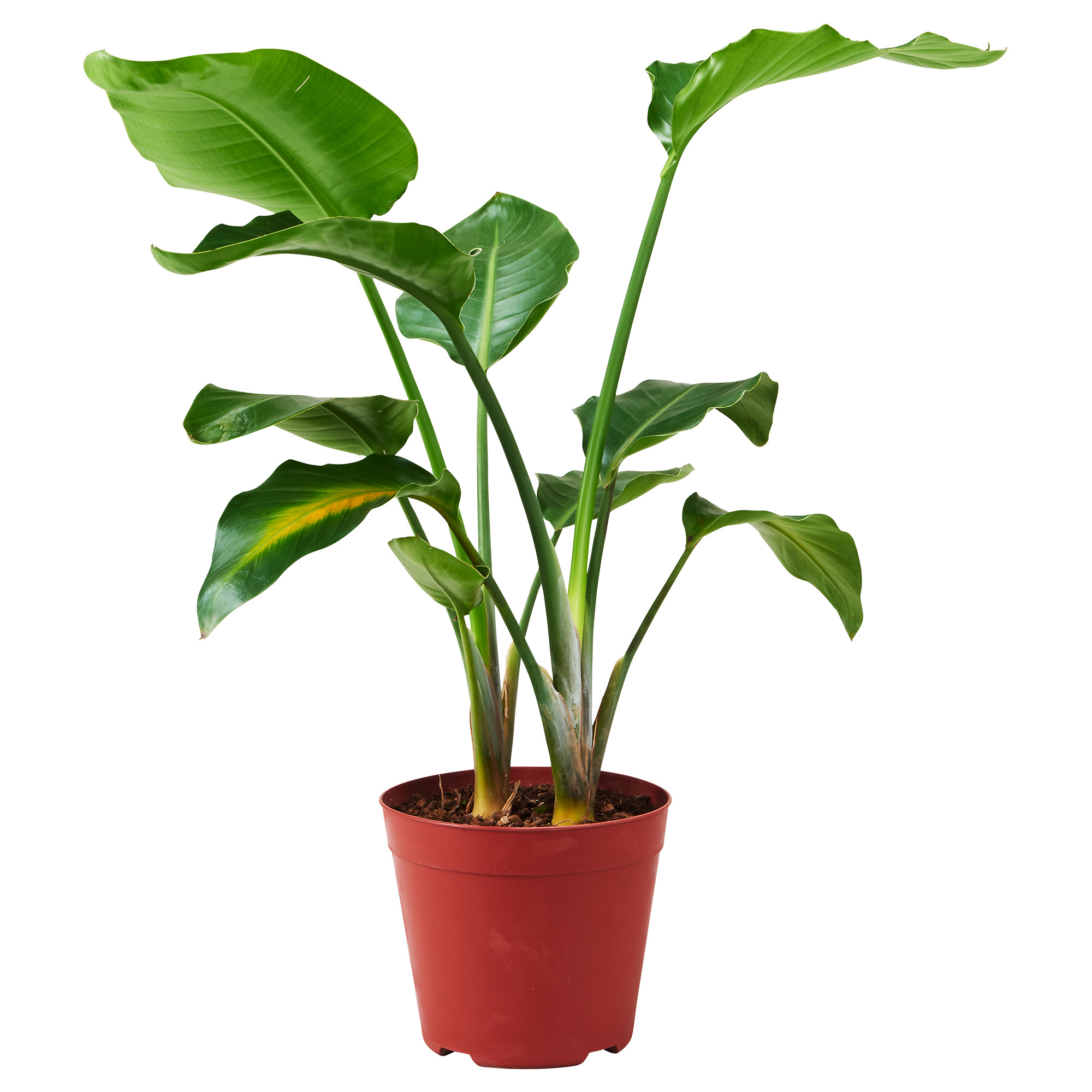 STRELITZIA potted plant
