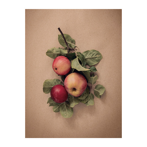 PJÄTTERYD - picture, leaves with apples, 30x40 cm | IKEA Taiwan Online - PE935190_S4