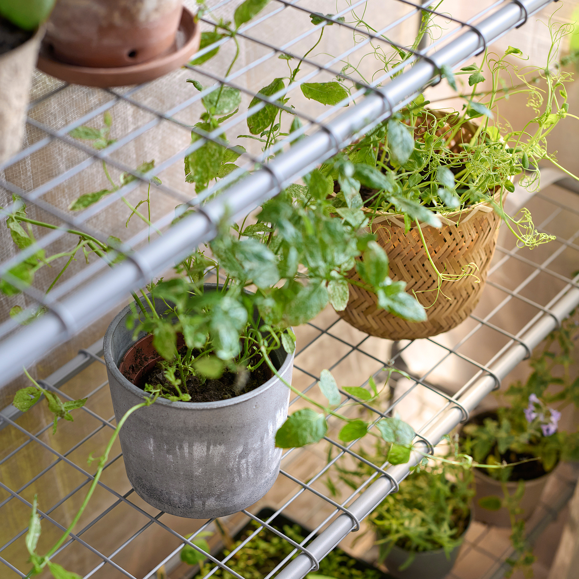 ASPAREN greenhouse