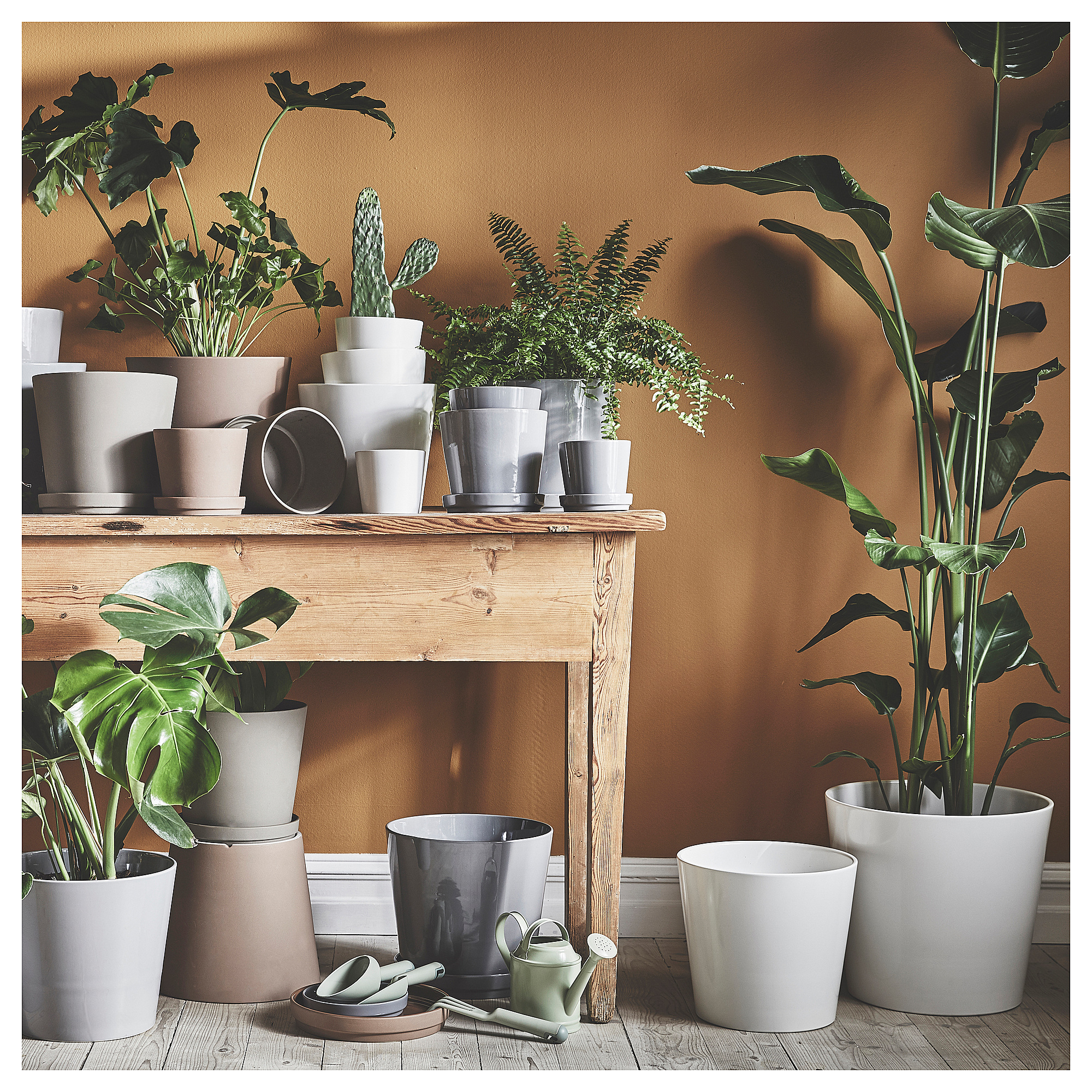 SOJABÖNA plant pot