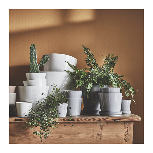 SOJABÖNA plant pot