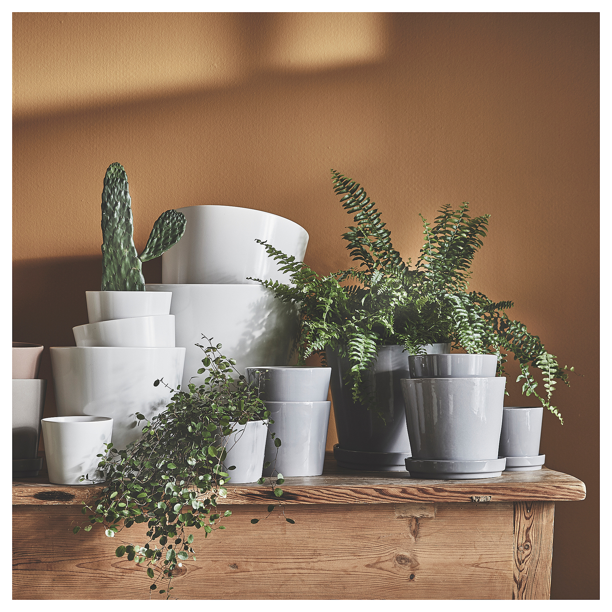 SOJABÖNA plant pot