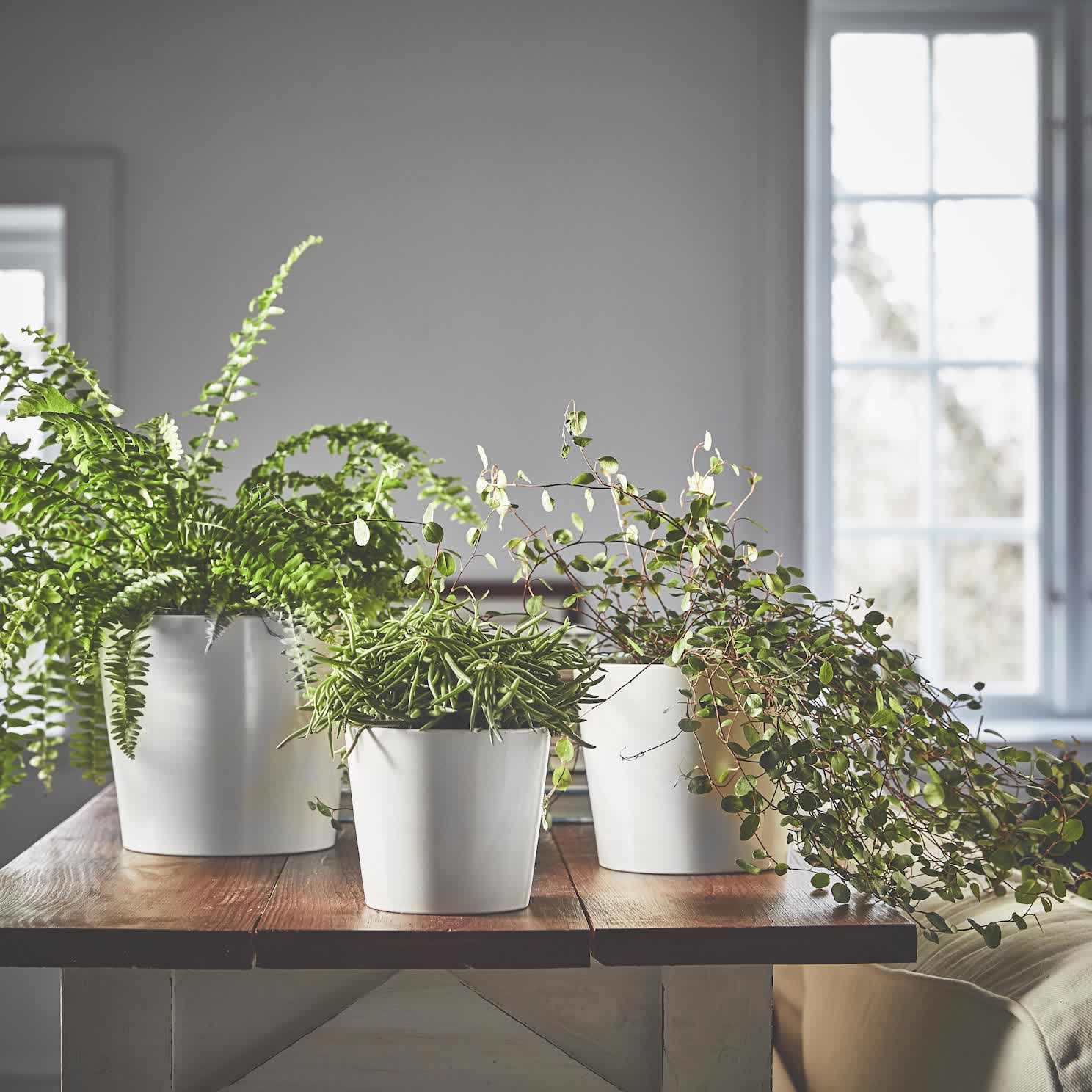 SOJABÖNA - 花盆, 白色, 12 公分| IKEA 線上購物