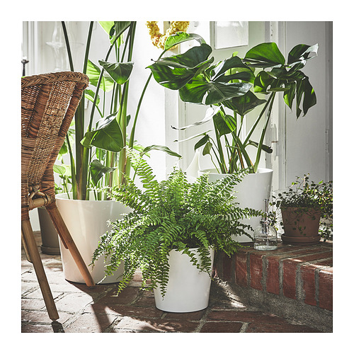 SOJABÖNA plant pot