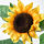SMYCKA - 人造花, 太陽花 黃色 | IKEA 線上購物 - PE767319_S1