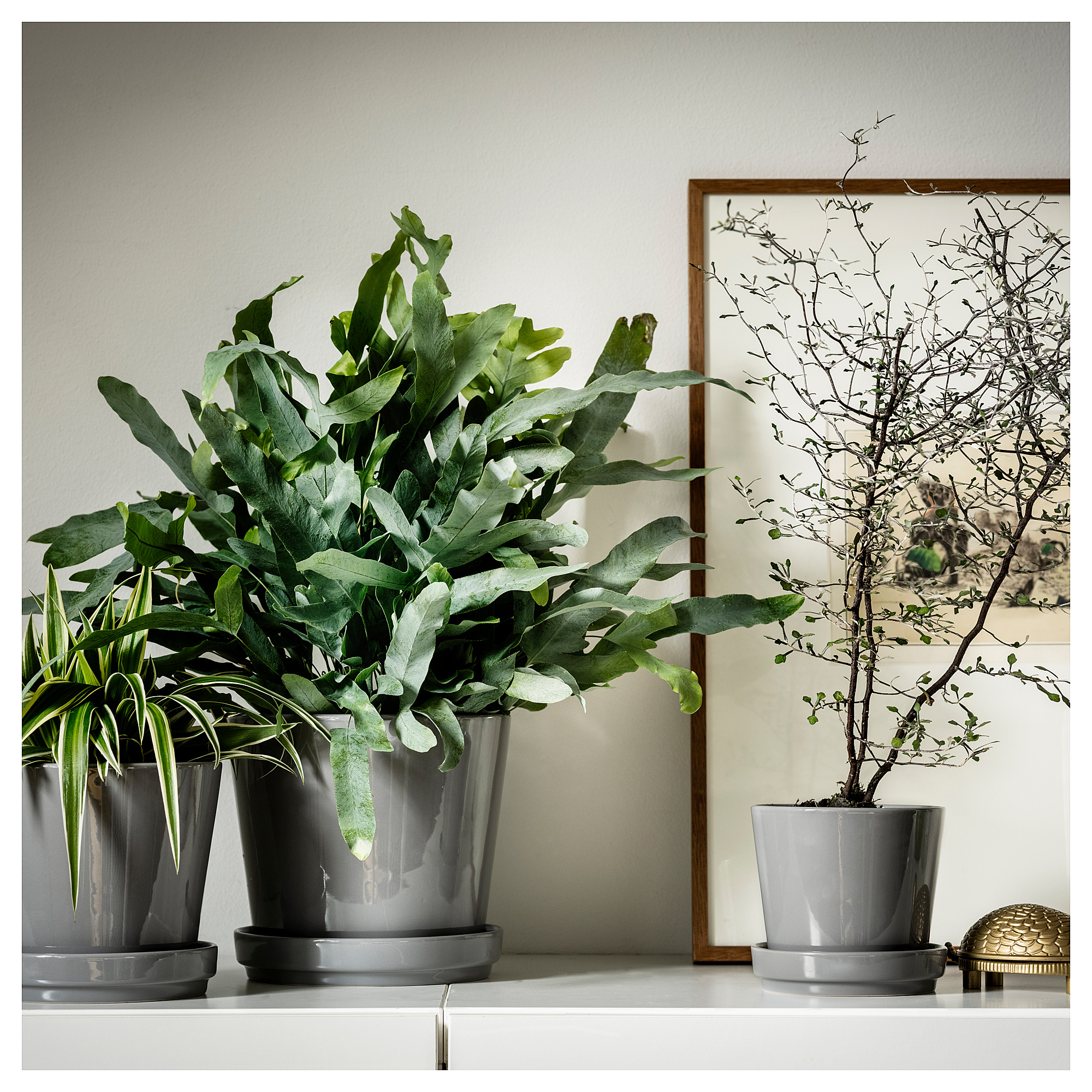 Citrusfrukt 花盆附底盤 室內 戶外用灰色 Ikea 線上購物