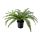 FEJKA - 人造盆栽, 室內/戶外用 羊齒/波士頓蕨 | IKEA 線上購物 - PE782562_S1