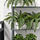 FEJKA - 人造盆栽, 室內/戶外用 羊齒/波士頓蕨 | IKEA 線上購物 - PE782542_S1