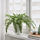 FEJKA - 人造盆栽, 室內/戶外用 羊齒/波士頓蕨 | IKEA 線上購物 - PE782563_S1