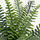 FEJKA - 人造盆栽, 室內/戶外用 羊齒/波士頓蕨 | IKEA 線上購物 - PE782564_S1
