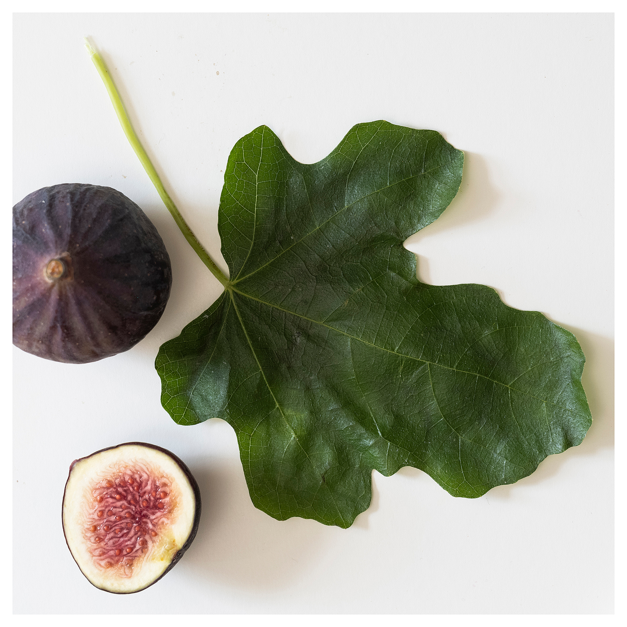 LOTSFÅGEL scented candle in glass