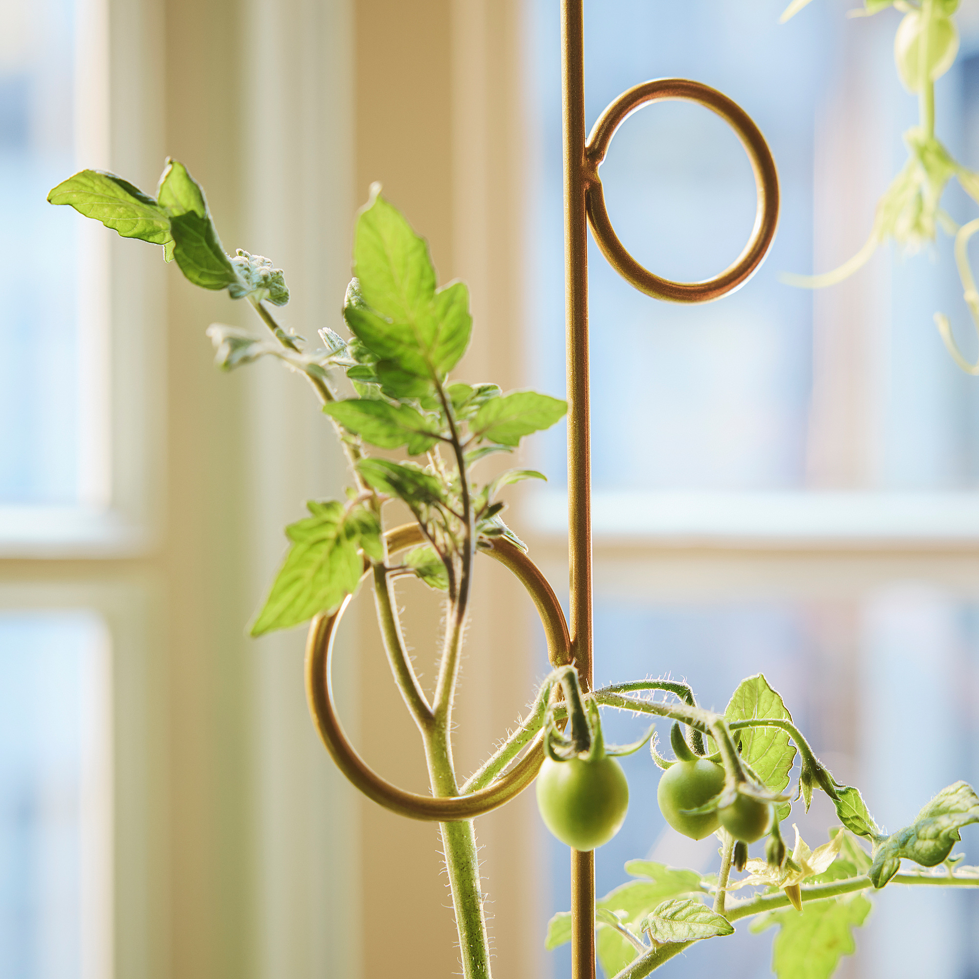 DOFTRIPS plant support set of 2