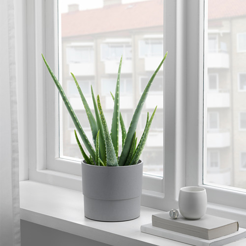 NYPON - 花盆, 室內/戶外用 灰色 | IKEA 線上購物 - PE727657_S4