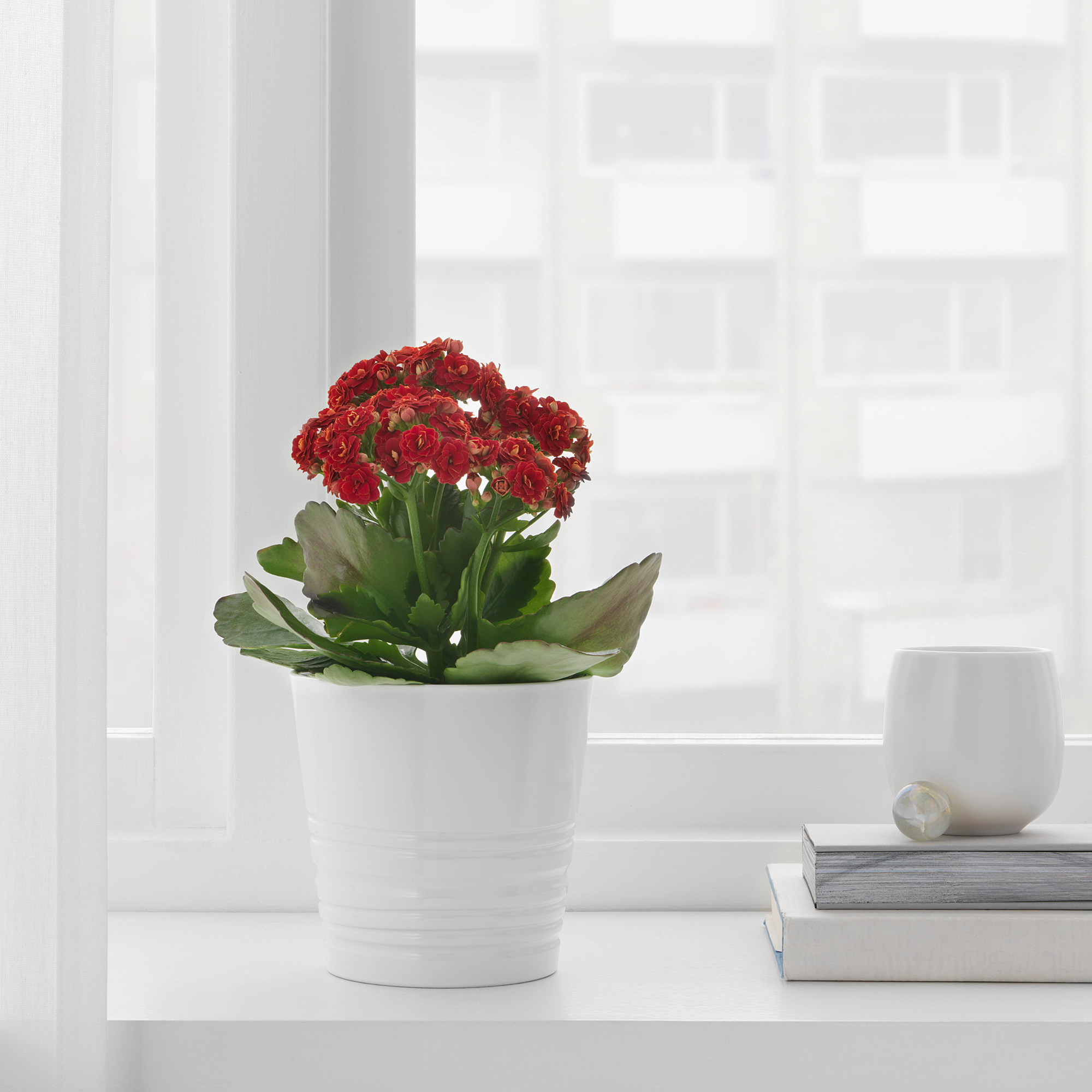 Muskot 花盆 白色 直徑9 Ikea 線上購物