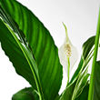 SPATHIPHYLLUM 盆栽活植物