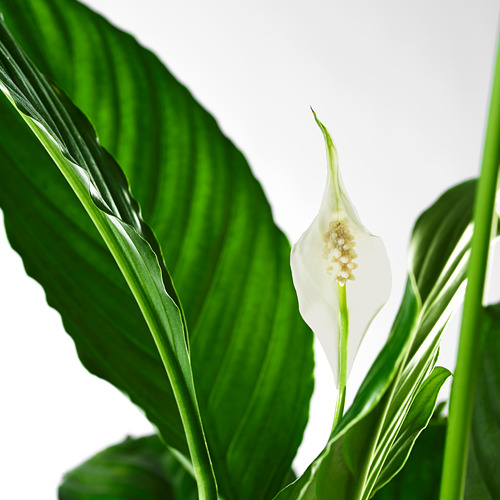 SPATHIPHYLLUM 盆栽活植物