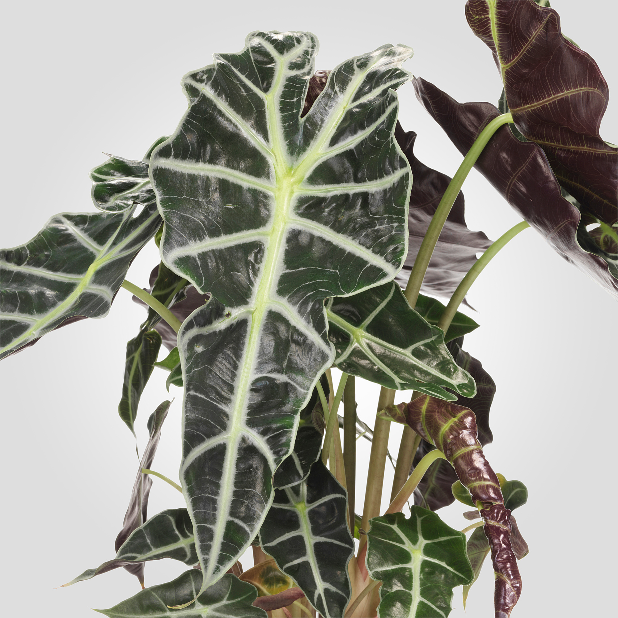 ALOCASIA 盆栽活植物