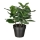 FEJKA - 人造盆栽, 室內/戶外用 書帶木 | IKEA 線上購物 - 80493343_S1