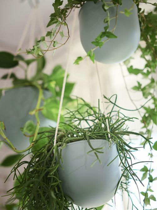 Outdoor plants & Candles | Outdoor decorations | IKEA Taiwan Online