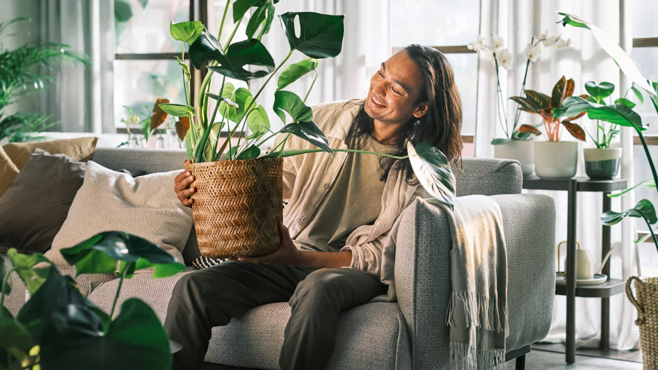 How to care for your house plants